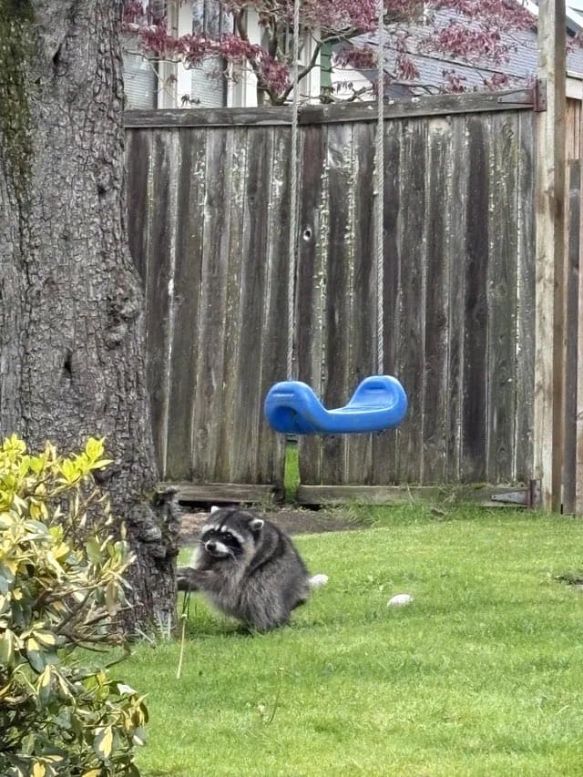 Jimothy, a short-bodied raccoon, sitting on a Ballard lawn beside a tree and wooden fence