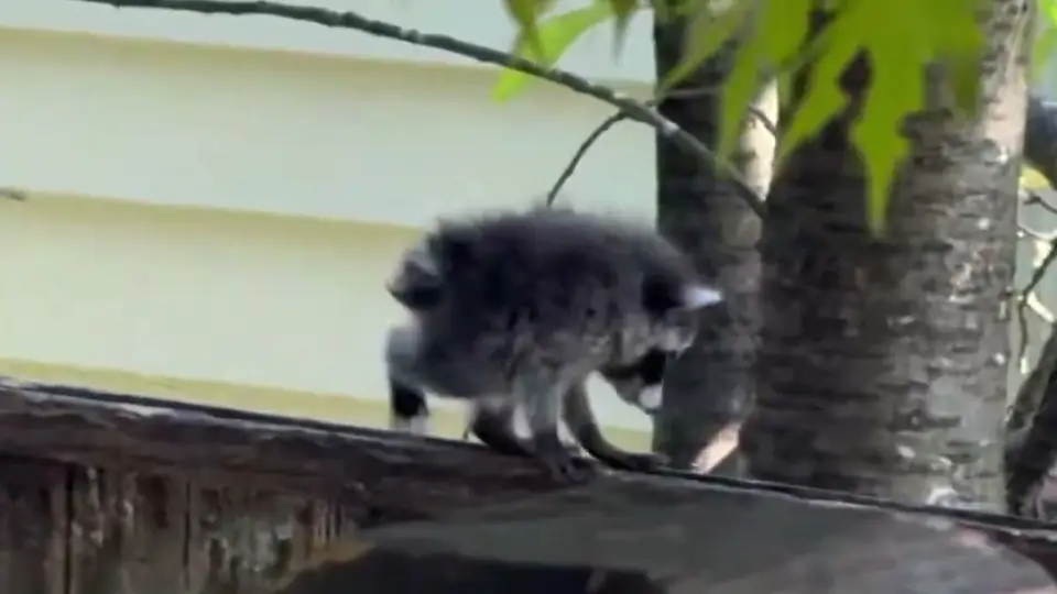 A small raccoon balancing on a backyard fence near a tree