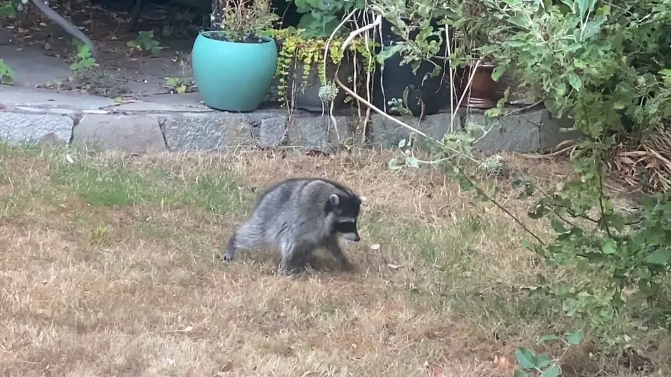 Jimothy walking across a dry Ballard backyard lawn near garden pots